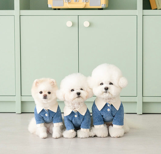 Twinkle Shirt Collar Knit