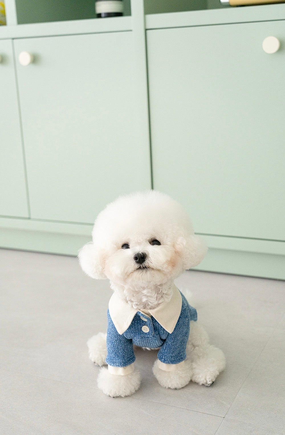 Twinkle Shirt Collar Knit